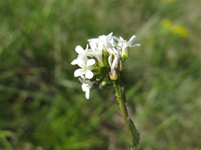 FR-68-Westhalten5951.jpg