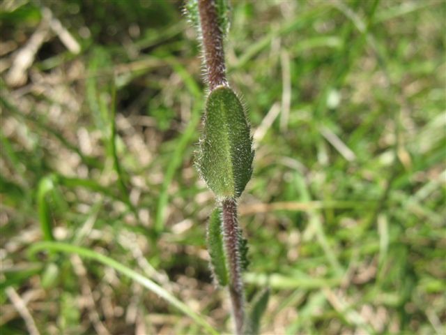 FR-68-Westhalten5953.jpg