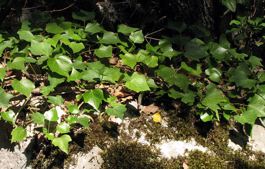 07Hedera helix.jpg