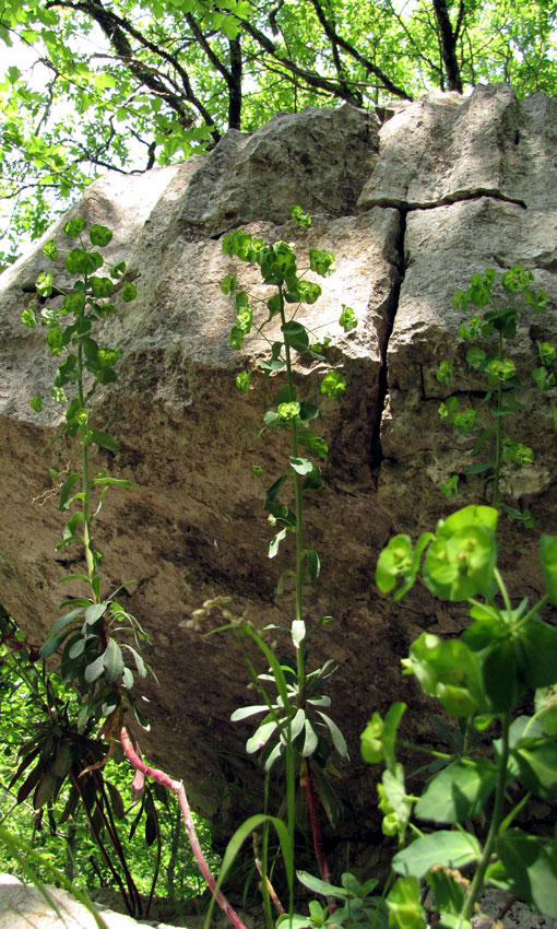 Euphorbe à feuilles d'amandier