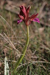 Anacamptis papilionnacea 1 (Copier).JPG