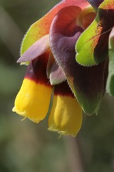 Cerinthe major 11 (Copier).JPG
