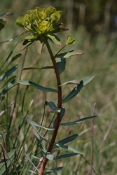 Euphorbia nicaeensis 3 (Copier).JPG