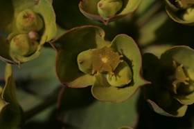 Euphorbia nicaeensis 5 (Copier).JPG