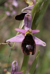Ophrys aurelia 15 (Copier).JPG