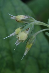 Symphytum bulbosum 2 (Copier).JPG