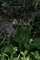 Symphytum bulbosum 5 (Copier).JPG