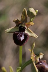 Ophrys rencontré du côté d'Antibes, sur calcaires