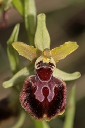 Puis-je en faire de l'Ophrys provincialis?