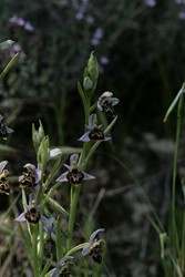 Est-ce bien un O.fuciflora? Gibbosités énormes?