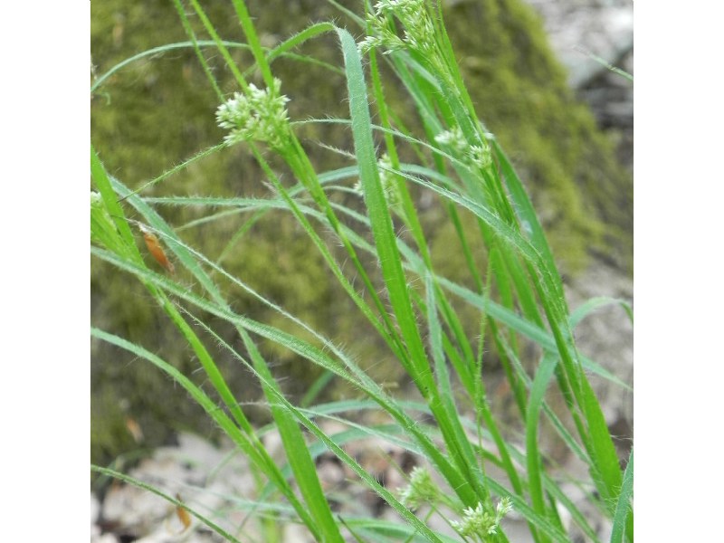 luzule blanchatre