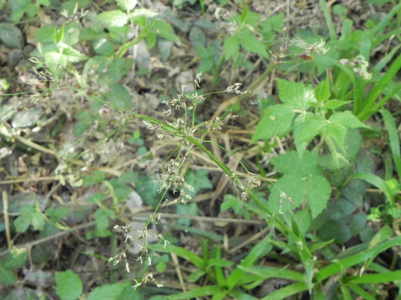 luzule des bois