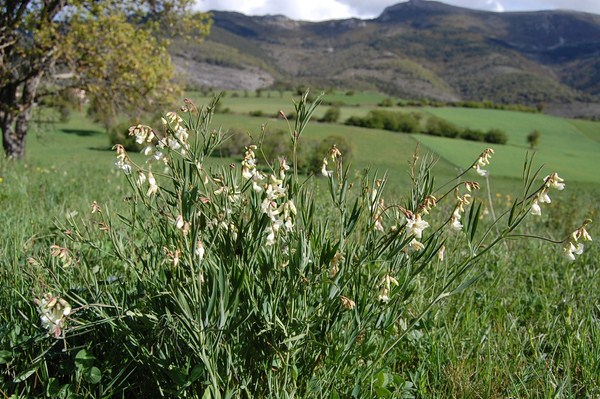 Prairie humide