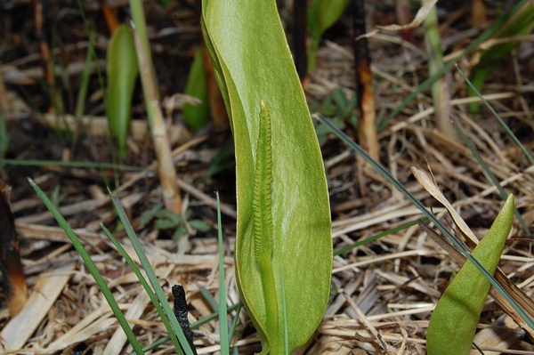 Prairie humide
