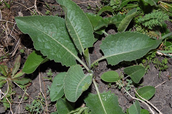 Prairie humide