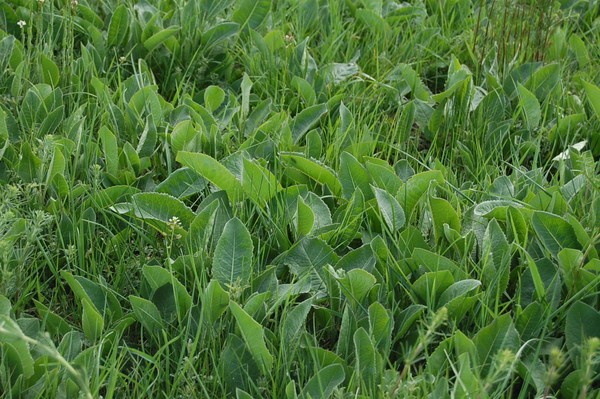 Prairie humide