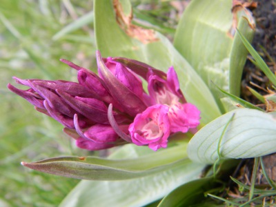 orchide.jpg