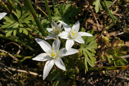 Une fleur à six pétales.jpg