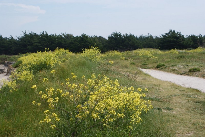 Allure générale de la plante et son milieu