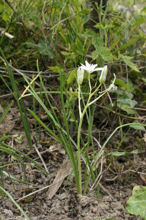 umbellatum.JPG