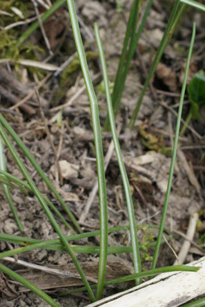 umbellatum (3).JPG