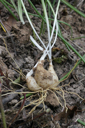 umbellatum (10).JPG
