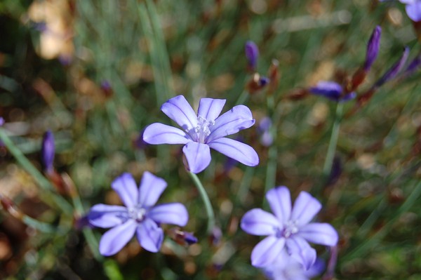 Pelouses sèches