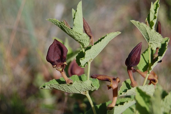 Pelouses sèches