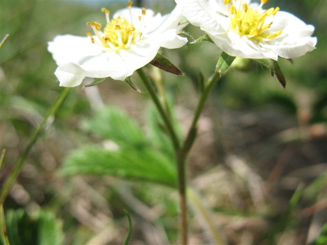 FR-68-Westhalten5958.jpg