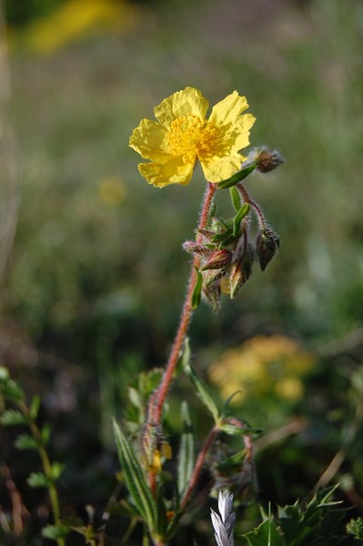 Pelouses sèches