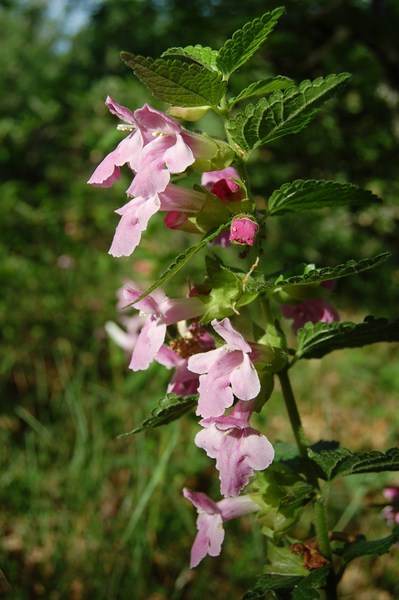 Chênaie sèche