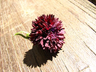 IMG_0654.JPG