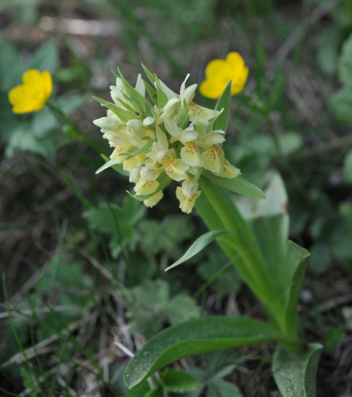 Dactylorhiza latifolia-1.jpeg