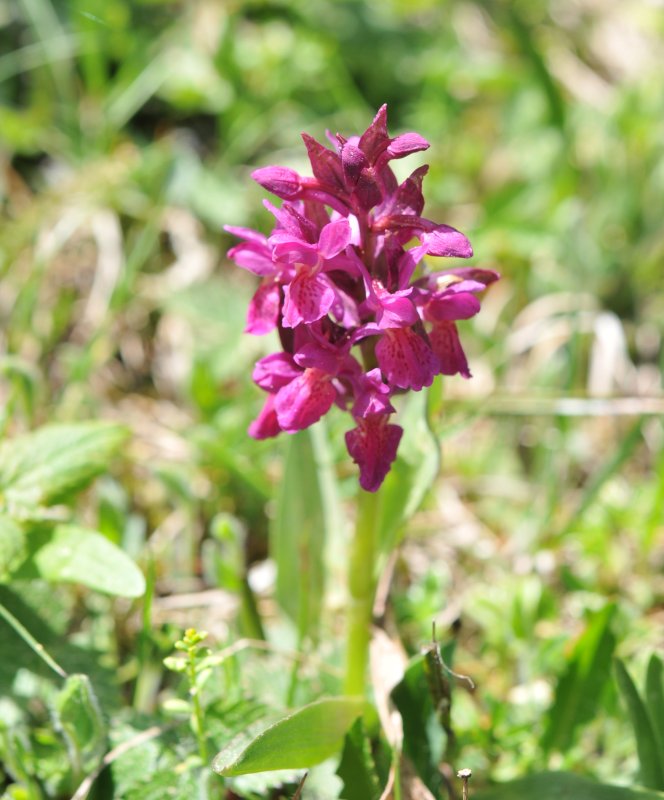 Dactylorhiza latifolia-2.jpeg