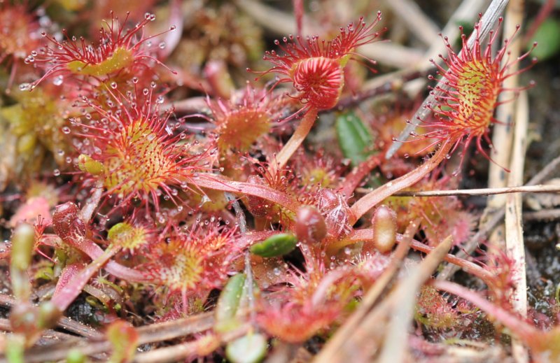 Drosera rotundifolia-1.jpeg