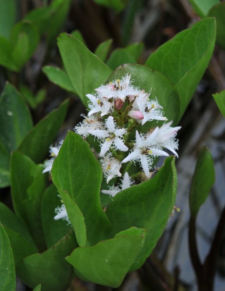 Menyanthes trifoliata-1.jpeg
