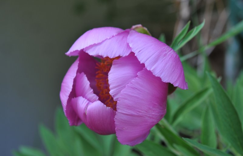 Paeonia officinalis-1.jpeg