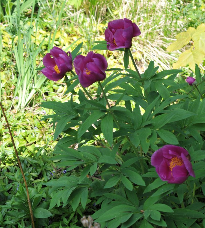Paeonia officinalis-2.jpeg