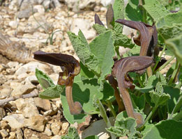 zzinconnue 2 cmar sympet Moustiers 04_2011.jpg