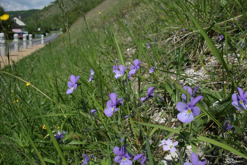 Viola-hispida.jpg