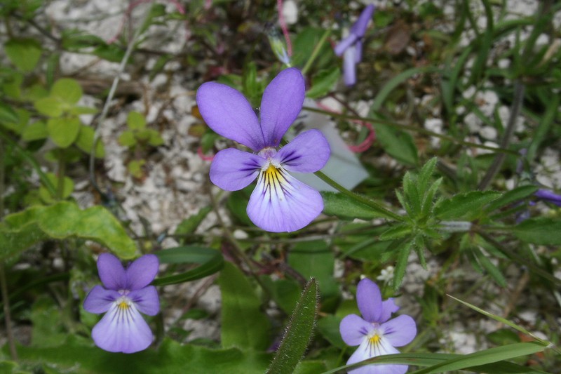 Viola-hispida..jpg