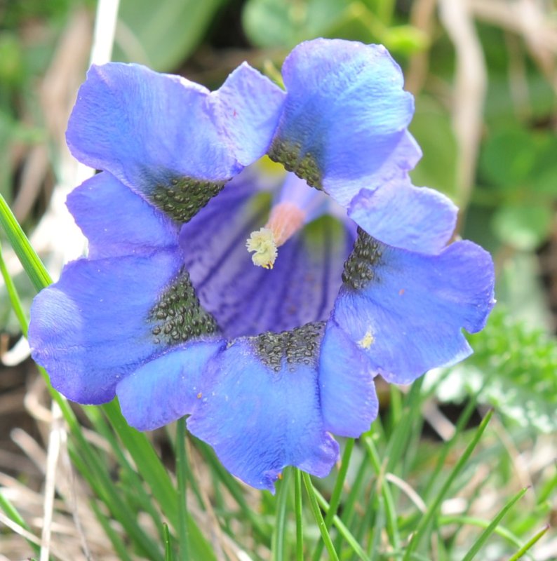 Gentiana acaulis.jpeg