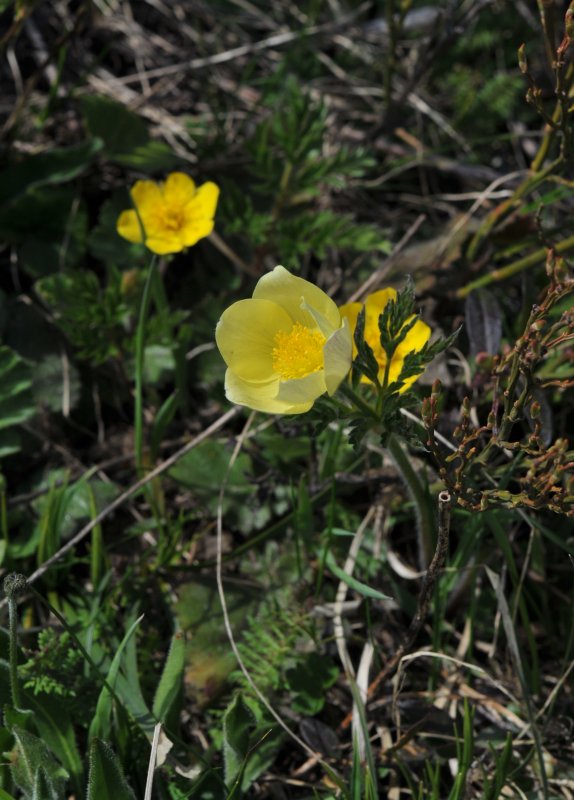 Pulsatilla alpina subsp. apiifolia.jpeg