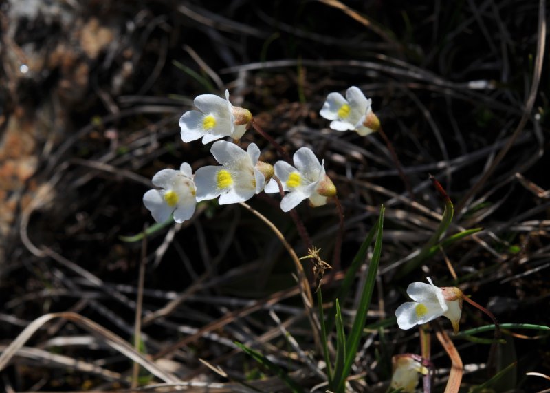 Pinguicula alpina.jpeg