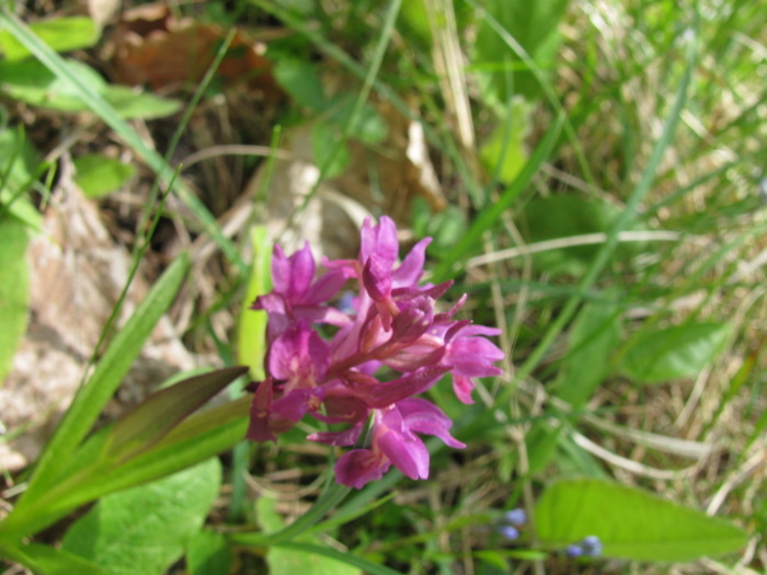 T-gîte mai 2011 1553.jpg