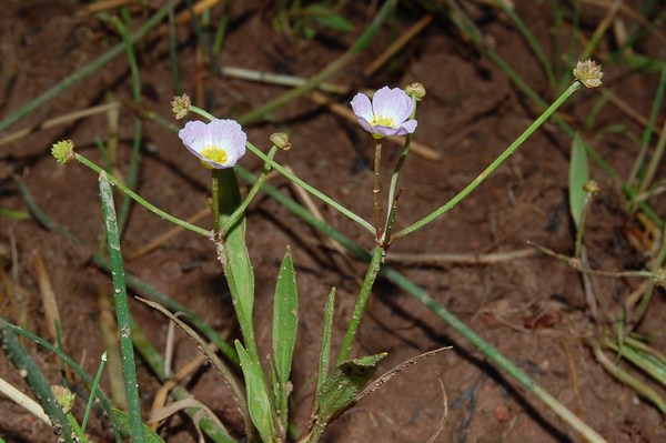 Baldellia ranunculoides (3) [1600x1200].JPG