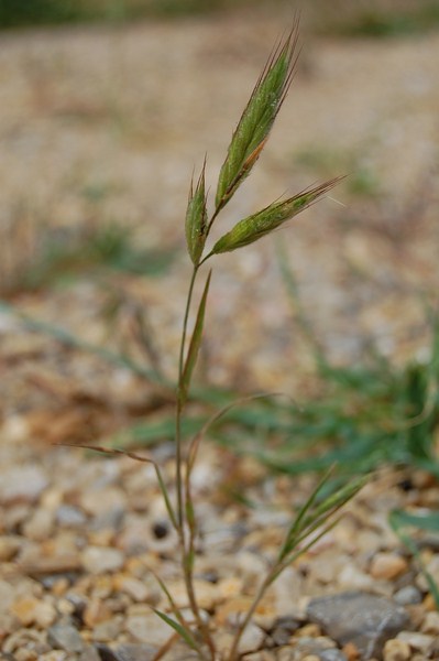 Bromus lanceolatus (1) [1600x1200].JPG