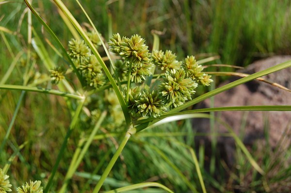 Cyperus rotundus (3) [1600x1200].JPG