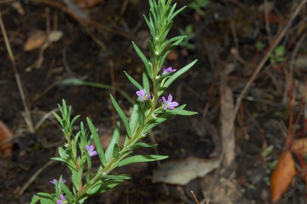 Lythrum hyssopifolia (5) [1600x1200].JPG