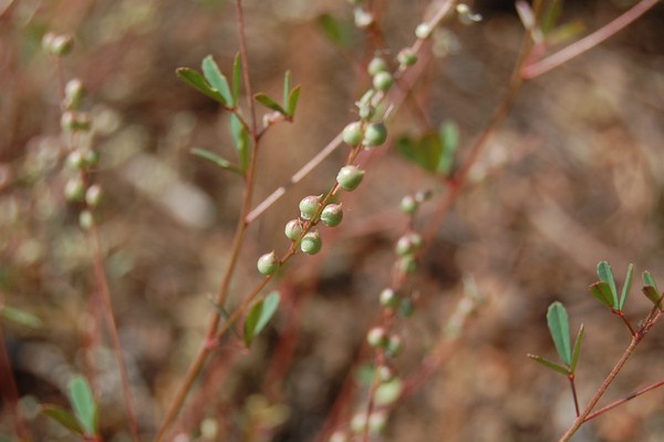 Melilotus neapolitanus (1) [1600x1200].JPG